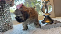 Luzia # 3 AKC, a female Shih Tzu for sale in Mount Vernon, WA – 4 of 6