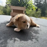 Cheyenne , a male Shih Tzu for sale in Mount Vernon, WA – 5 of 8