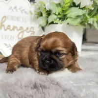 Lexi #4, a female Shih Tzu for sale in Mount Vernon, WA – 8 of 8