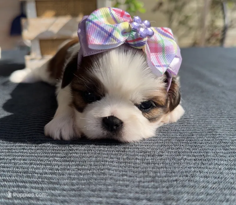 Elsie  – Shih Tzu puppy for sale in Mount Vernon, WA