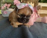 Tiny Lily #1, a female Shih Tzu for sale in Mount Vernon, WA – 6 of 8