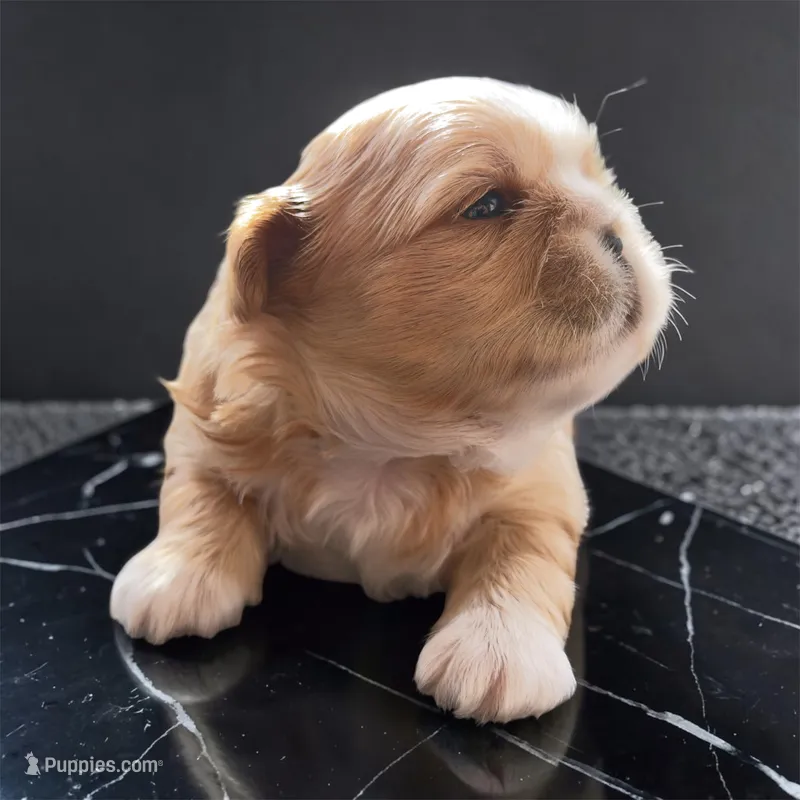 Cheyenne  – Shih Tzu puppy for sale in Mount Vernon, WA
