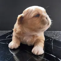 Cheyenne , a male Shih Tzu for sale in Mount Vernon, WA – 1 of 8