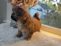 Lexi #4 AKC, a female Shih Tzu for sale in Mount Vernon, WA – 4 of 7