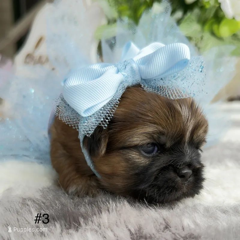 Luzia # 3 – Shih Tzu puppy for sale in Mount Vernon, WA