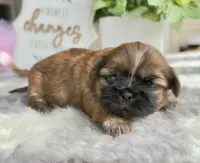 Luzia # 3, a female Shih Tzu for sale in Mount Vernon, WA – 7 of 7