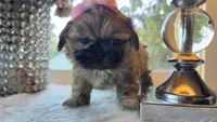 Luzia # 3 AKC, a female Shih Tzu for sale in Mount Vernon, WA – 6 of 6