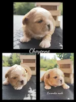 Cheyenne , a male Shih Tzu for sale in Mount Vernon, WA – 6 of 8