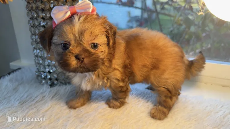 Lizzy #2 – Shih Tzu puppy for sale in Mount Vernon, WA