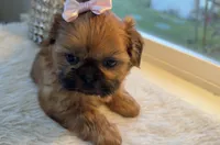 Lexi #4 AKC, a female Shih Tzu for sale in Mount Vernon, WA – 2 of 7