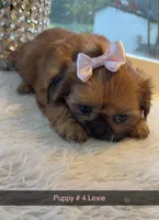 Lexi #4 AKC, a female Shih Tzu for sale in Mount Vernon, WA – 5 of 7