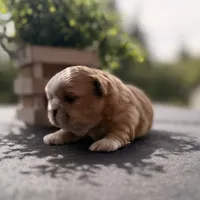 Cheyenne , a male Shih Tzu for sale in Mount Vernon, WA – 2 of 8