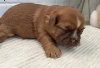 Piper, a female Shih Tzu for sale in Mount Vernon, WA – Photo 2 of 6