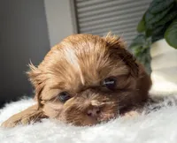 Piper, a female Shih Tzu for sale in Mount Vernon, WA – Photo 4 of 5