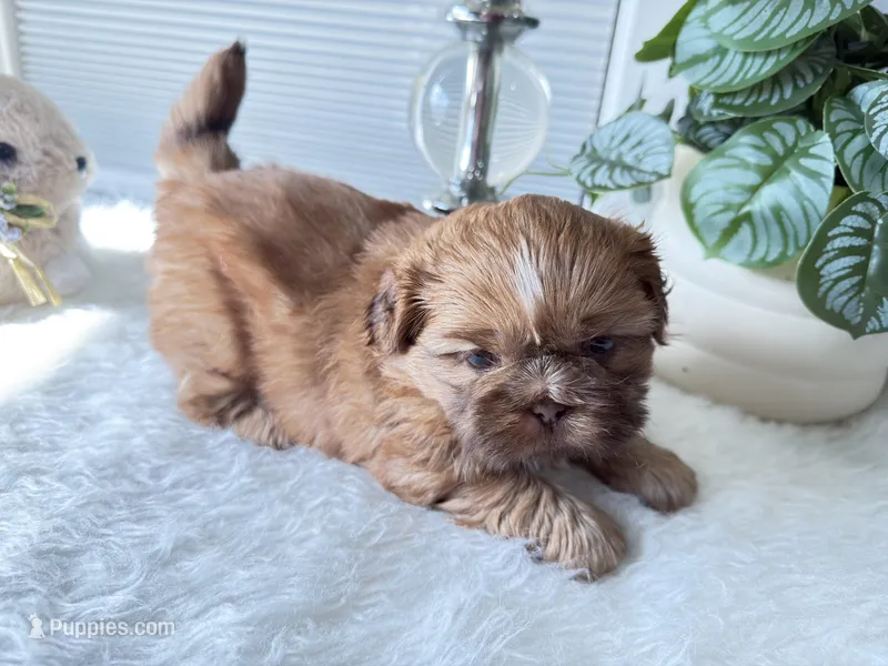 Piper – Shih Tzu puppy for sale in Mount Vernon, WA