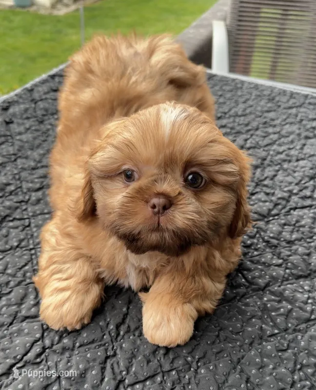 Piper – Shih Tzu puppy for sale in Mount Vernon, WA