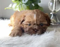 Piper, a female Shih Tzu for sale in Mount Vernon, WA – Photo 5 of 5