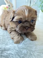 Piper, a female Shih Tzu for sale in Mount Vernon, WA – Photo 2 of 5