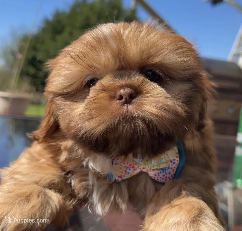 Piper – Shih Tzu puppy for sale in Mount Vernon, WA