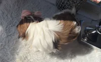 Elsie , a female Shih Tzu for sale in Mount Vernon, WA – 9 of 9
