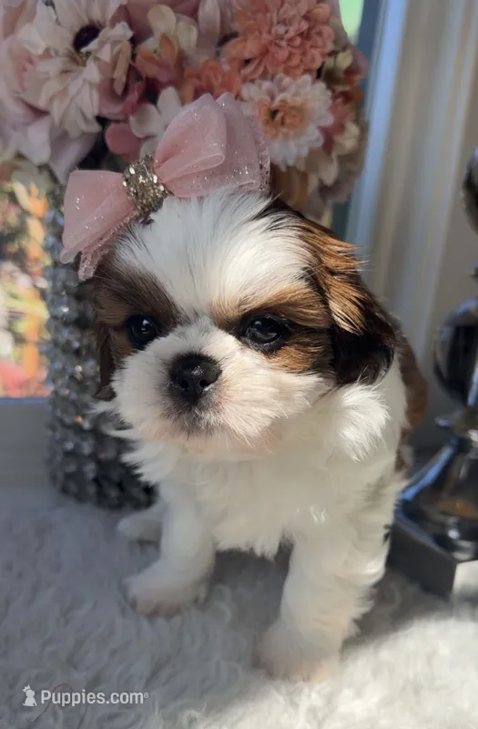 Elsie  – Shih Tzu puppy for sale in Mount Vernon, WA
