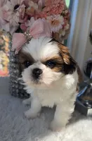 Elsie , a female Shih Tzu for sale in Mount Vernon, WA – 3 of 9