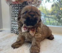 Lee #5 AKC, a male Shih Tzu for sale in Mount Vernon, WA – 3 of 8