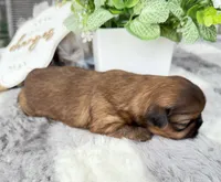 Lee , a male Shih Tzu for sale in Mount Vernon, WA – 7 of 10