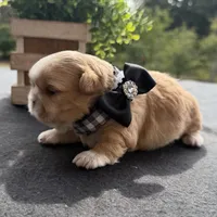 Cheyenne , a male Shih Tzu for sale in Mount Vernon, WA – 4 of 8
