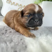 Elvis , a male Shih Tzu for sale in Mount Vernon, WA – 8 of 9