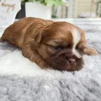 Lizzy #2, a female Shih Tzu for sale in Mount Vernon, WA – 5 of 7