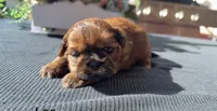 Lee #5, a male Shih Tzu for sale in Mount Vernon, WA – 6 of 9