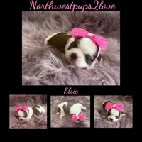 Elsie , a female Shih Tzu for sale in Mount Vernon, WA – 8 of 9