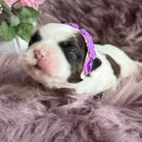 Evie, a female Shih Tzu for sale in Mount Vernon, WA – 3 of 7