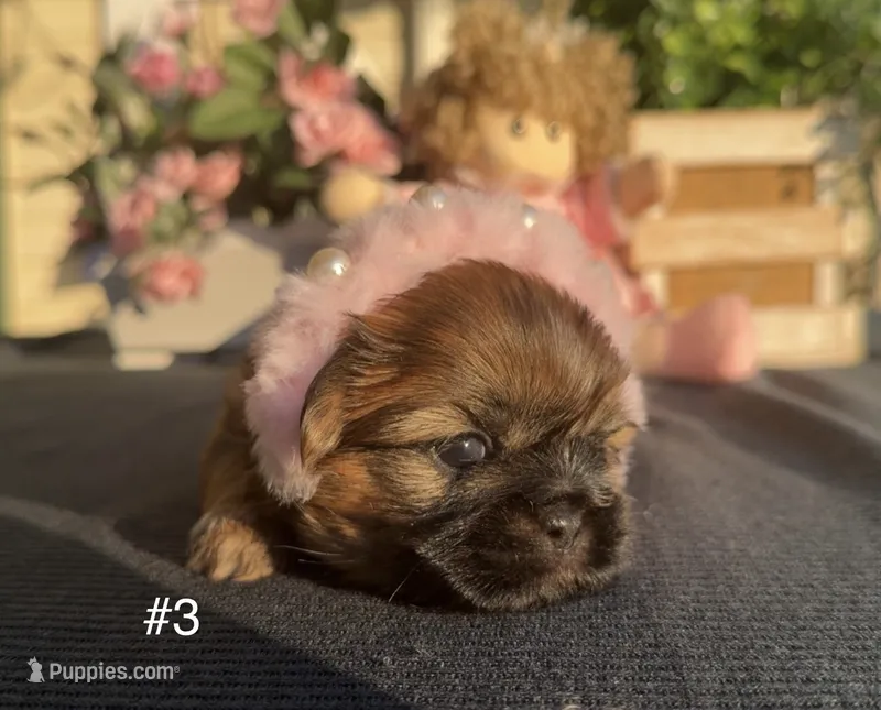 Luzia # 3 – Shih Tzu puppy for sale in Mount Vernon, WA