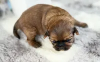 Lee , a male Shih Tzu for sale in Mount Vernon, WA – 4 of 10