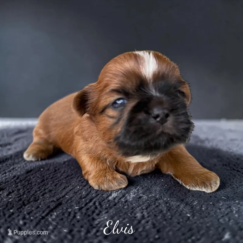 Elvis  – Shih Tzu puppy for sale in Mount Vernon, WA