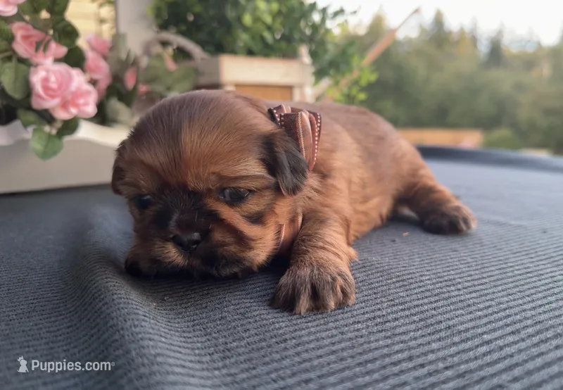 Lee  – Shih Tzu puppy for sale in Mount Vernon, WA