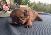 Lee #5, a male Shih Tzu for sale in Mount Vernon, WA – 2 of 9