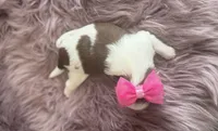 Elsie , a female Shih Tzu for sale in Mount Vernon, WA – 6 of 9