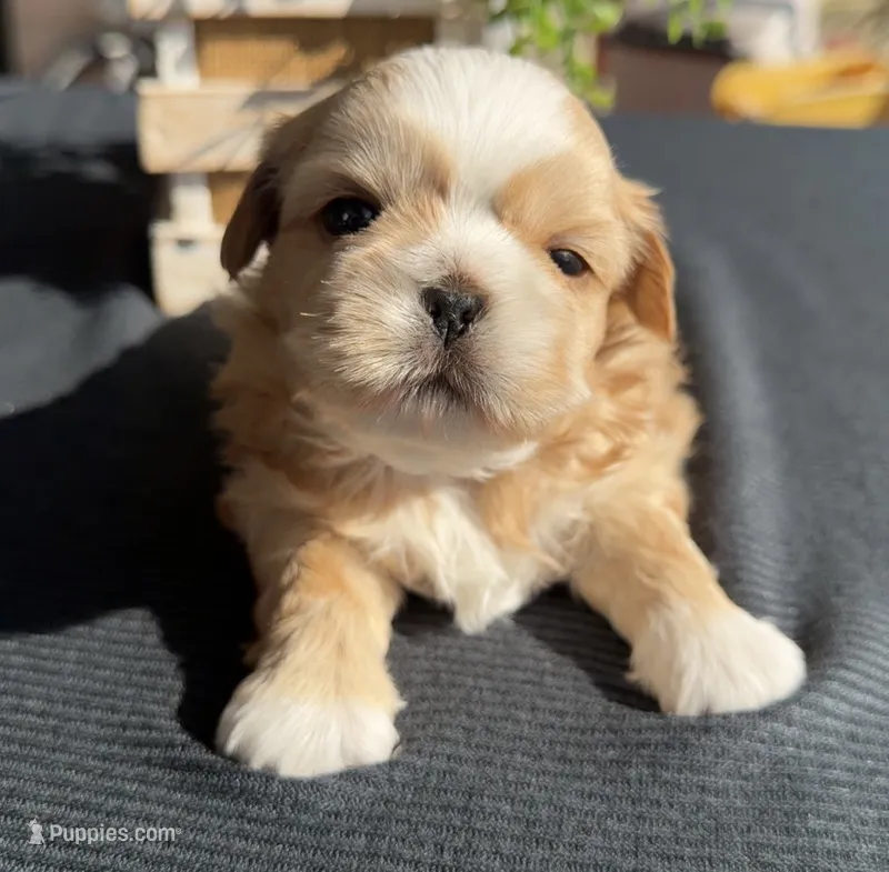 Cheyenne  – Shih Tzu puppy for sale in Mount Vernon, WA