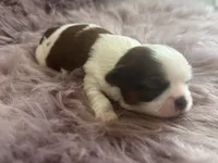 Elsie , a female Shih Tzu for sale in Mount Vernon, WA – 7 of 9