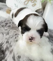 Enzo, a male Shih Tzu for sale in Mount Vernon, WA – 9 of 9