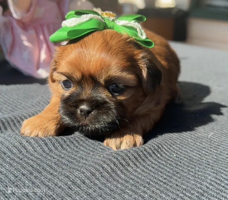 Lexi #4 – Shih Tzu puppy for sale in Mount Vernon, WA