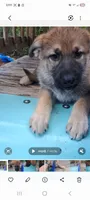 Red , a female German Shepherd Dog for sale in Trenton, FL – Photo 3 of 3