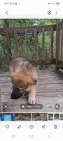Red , a female German Shepherd Dog for sale in Trenton, FL – Photo 2 of 3