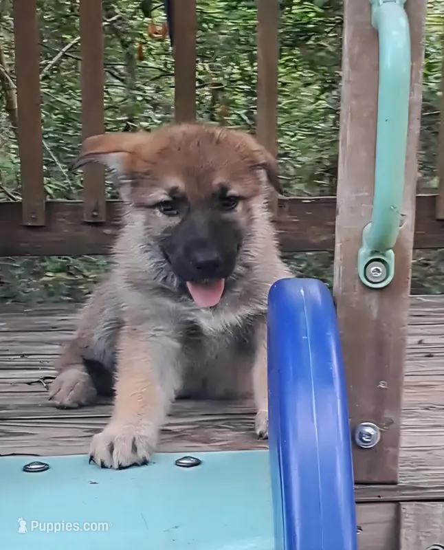 Red  – German Shepherd Dog puppy for sale in Trenton, FL
