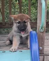 Red , a female German Shepherd Dog for sale in Trenton, FL – Photo 1 of 3