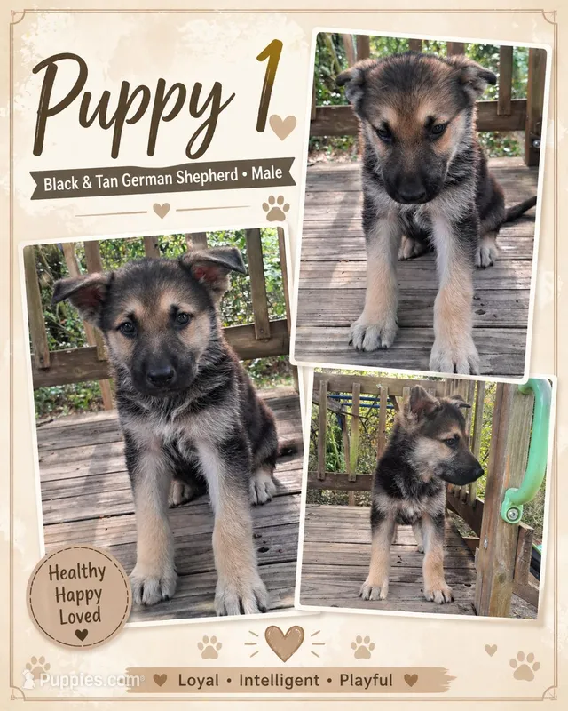 Limegreen littleman – German Shepherd Dog puppy for sale in Trenton, FL