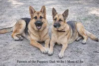 Limegreen littleman, a male German Shepherd Dog for sale in Trenton, FL – Photo 2 of 2